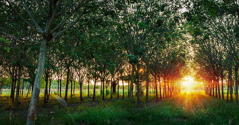 Плантации дереве гевеи на Пхукете