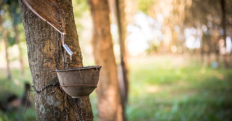 Сбор сока дерева гевея на Пхукете
